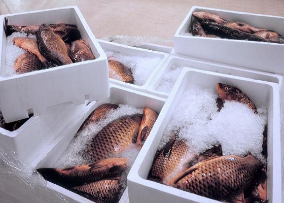 GREENMAX Provides Good Solutions to Dispose Fish Boxes
