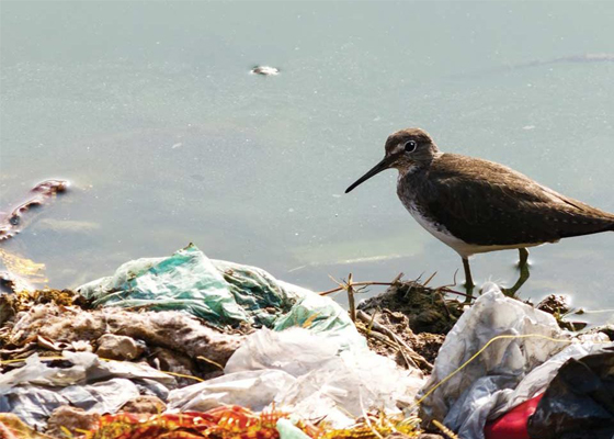 foam pollution in the world